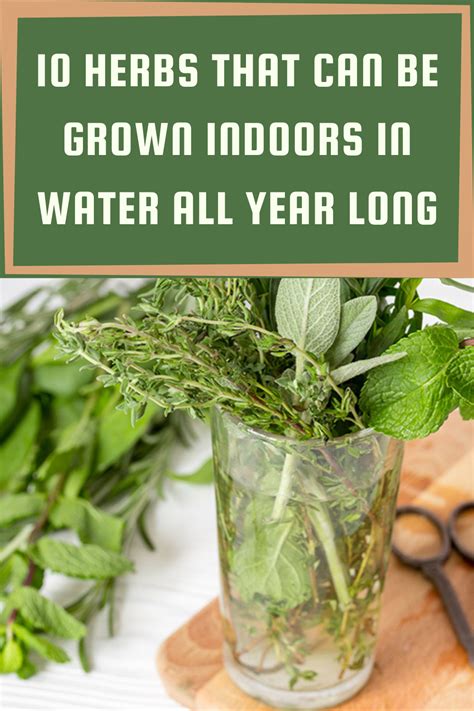 10 Herbs That Can Be Grown Indoors In Water All Year Long Gardening