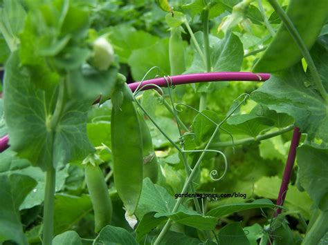 How To Grow Peas Gardening Jones