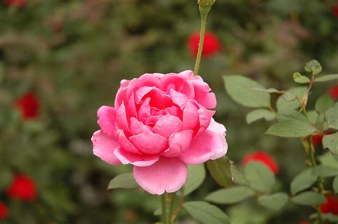 Filepink Flower In Beijing Wikimedia Commons