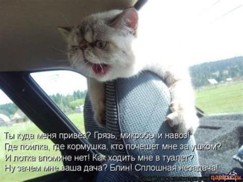Лучшие в этот день лучшие архив новые / новый блондинки вконтакте вовочка дорога и гаи злободневно пошлые (16+) про армию про врачей компьютерные коронавирус криминал наркоманы национальности Смешные картинки про кошек с надписями (35 фото ...