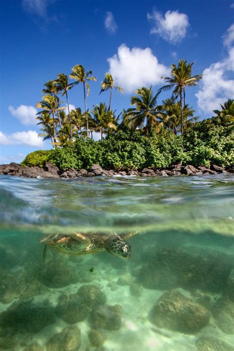 Green Sea Turtle North Shore Oahu Hawaii By James Rd Scott