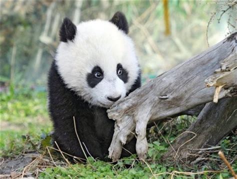 7 Month Old Panda Cub Fu Hu ~ Animalfwd
