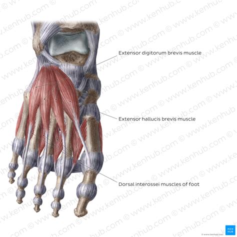 Diagram Pictures Bones Of The Foot Anatomy Kenhub My Xxx Hot Girl