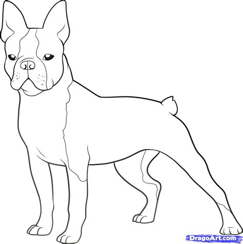 Boston terrier or french bulldog coloring page vector image. Boston Terrier Coloring Page - Coloring Home