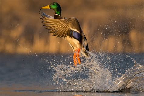 Waterfowl Checklist Nebraska Game And Parks Commission