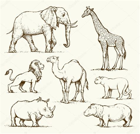 African Animal Drawing At Getdrawings Free Download