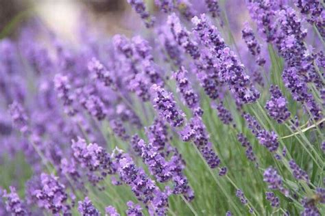 100 Lavender True English Seeds Lavender Vera Fragrant Garden Flowers