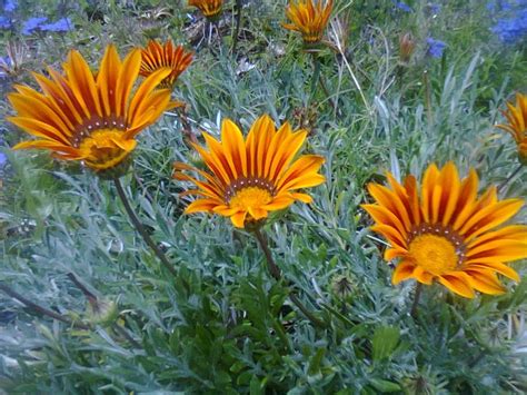 Librivox is a hope, an experiment, and a question: Margherite arancioni | Margherite, Piante, Fiori