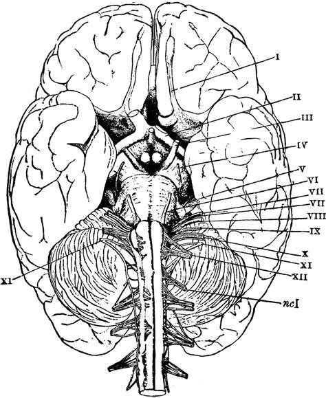 brain anatomy coloring pages clip art library