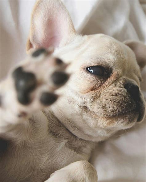 Talk To The Hand Current Mood Sassy French Bulldog