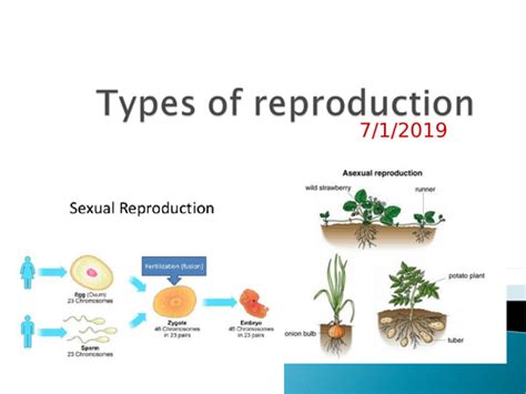 Types of reproduction | Teaching Resources