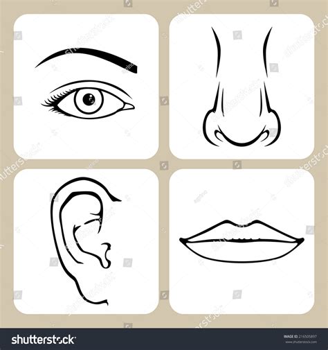 Contour Image Of Nose Eye Mouth Ear Stock Vector Illustration