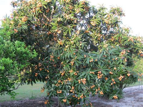 Loquat Tree Twin Fruit