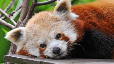 Red Panda Adoption Information From Marwell The Zoo