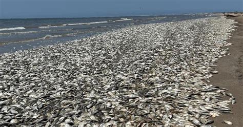 Tens Of Thousands Of Dead Fish Wash Up On Texas Coast Cbs News News