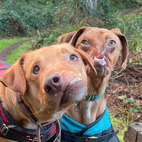 Two Adorable Dogs With Severe Facial Deformities Become Lifelong