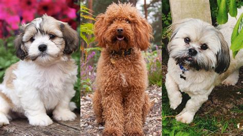 Teddy Bear Dog Breeds Shichon Cavapoo And More Womans World