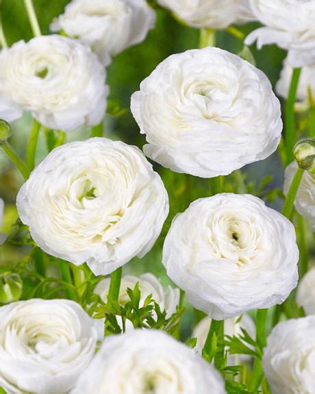 White Ranunculus Bulbs — Buy White Buttercups Online At Farmer Gracy Uk