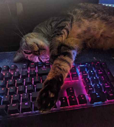 Psbattle Cat Stretched Out And Reaching Over Light Up Keyboard R