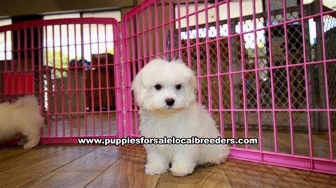 Puppies For Sale Local Breeders Teacup Maltese Puppies For Sale Georgia