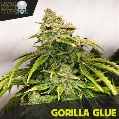 Buy Gorilla Glue Feminized Seeds By Irish Seeds From Cannabisseedsie