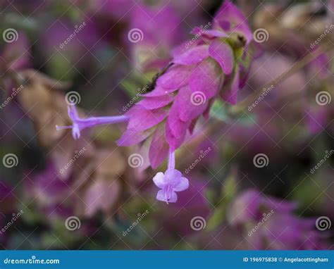 Tiny Pink Flowers Of Ornamental Origanum Buckland Stock Photo Image