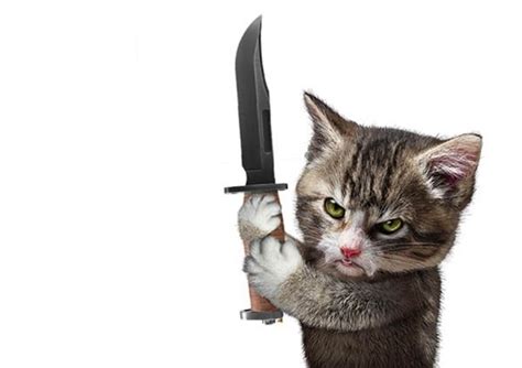 99 Những Hình ảnh Chế Mèo Cầm Dao Meme độc đáo Hài Hước Nhất