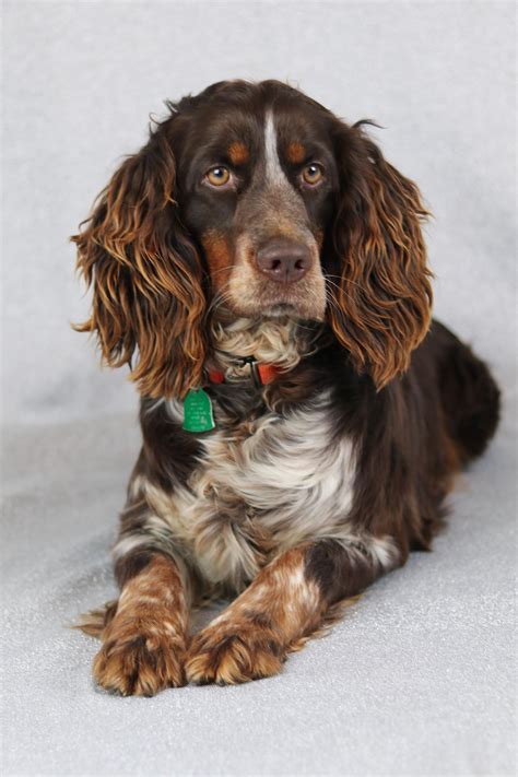 Freedoglistings is the best place to post a purebred or mixed puppy for sale or stud ad. English Springer Spaniel | English springer spaniel, English springer, Springer spaniel