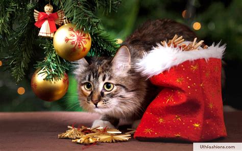 Cats Happy Christmas Wallpapers Wallpaper Cave