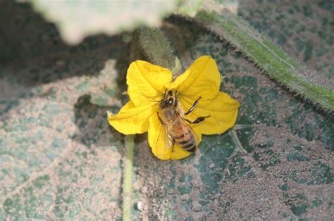 Maximizing Honey Bee Pollination In Pickling Cucumbers Vegetables