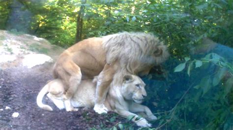 Tarif billet zoo de beauval et réductions. zoo de beauval - YouTube