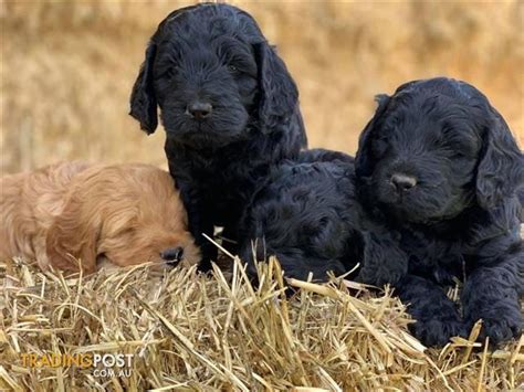 Place an ad in your local newspaper. Spoodle-Puppies-For-Sale