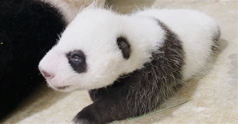 Nace Por Primera Vez Un Oso Panda En Singapur