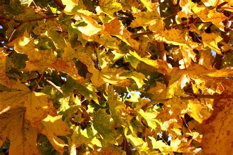 Yellow Fall Maple Leaves In Sunlight Texture Picture Free Photograph