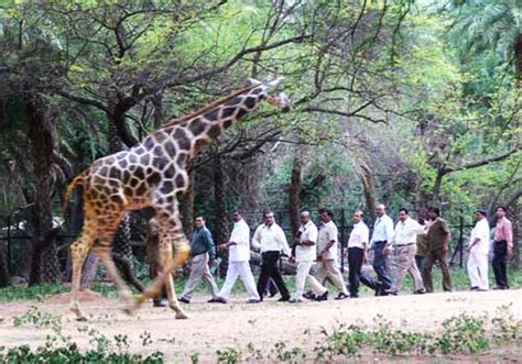 Nehru Zoological Park Hyderabad, timings, entry ticket cost, price, fee