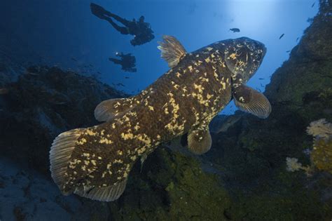 Coelacanths Fossil Fish An Ancient Swimmer World Most Amazing Records