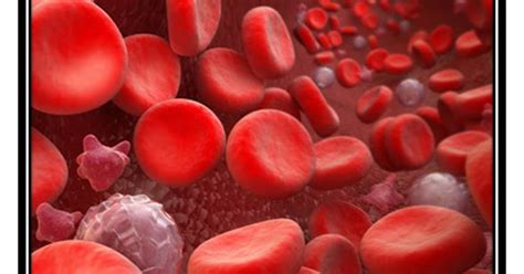 MUN: Anemia en perros