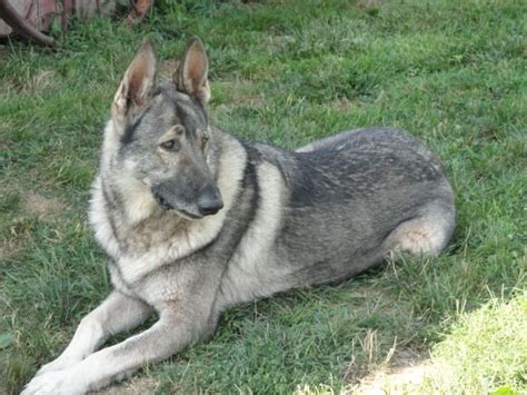 German Shepherd Puppies Grey Pets Lovers