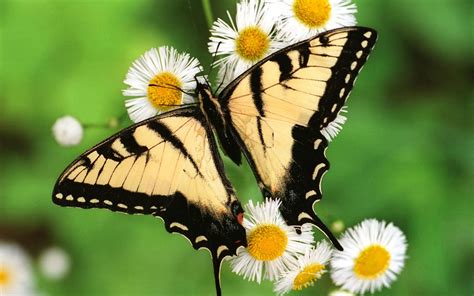 Awesome Butterfly Hd Wallpapers Top World Pic