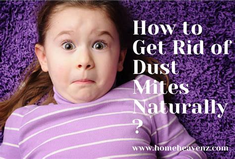 How To Get Rid Of Dust Mites Naturally Important Guideline