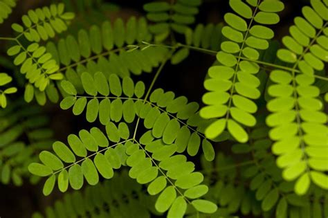 Free Image Of Close Up Of Green Leaves Freebiephotography