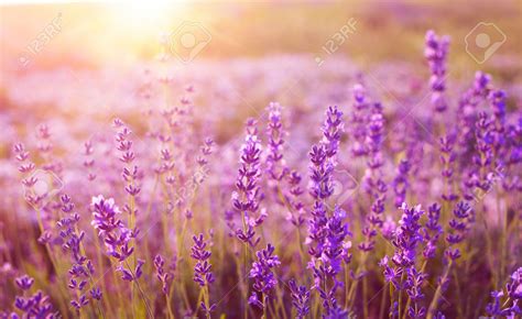 Gambar Bunga Lavender Yang Sangat Indah Kumpulan Gambar