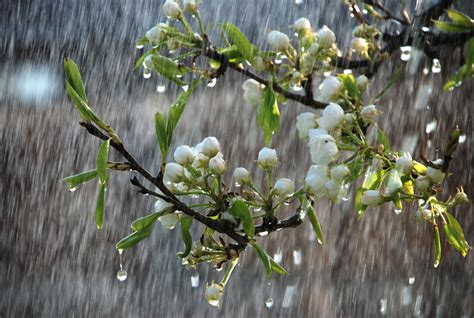 Spring Rain On Flowering Buds Dew Drops And Raindrops Pinterest