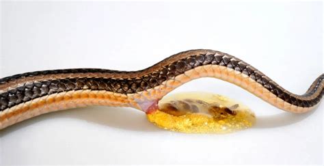 The Ultimate Snake Poop Guide Reptile Craze