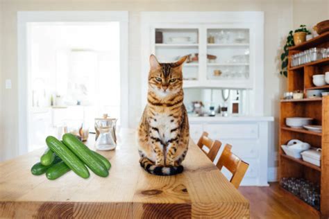 Why Are Cats Afraid Of Cucumbers Chicho Cat