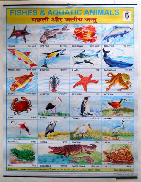 Water Animals Name In Hindi With Pictures – Idalias Salon