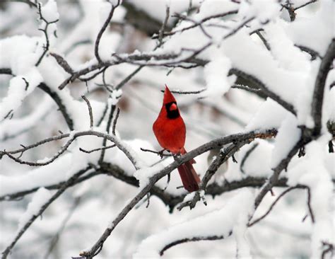Cardinal In Snow Wallpapers Top Free Cardinal In Snow Backgrounds
