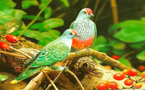 Colorful Birds Wallpapers Top Hình Ảnh Đẹp