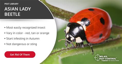 Though the larvae are the most destructive life stage, the adults can. Asian Lady Beetle Identification | Lady Bug Facts