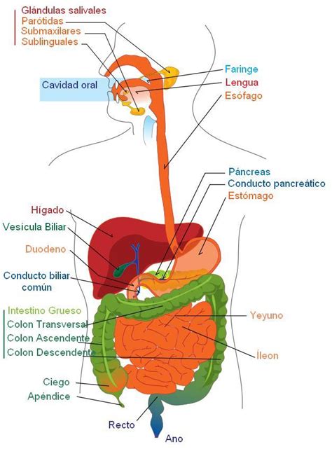 Metamorfosis Biologia Humana El Aparato Digestivo Sistema Digestivo